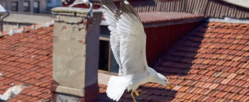 Residential Chimney Animal Removal Solution in Apple Valley, CA