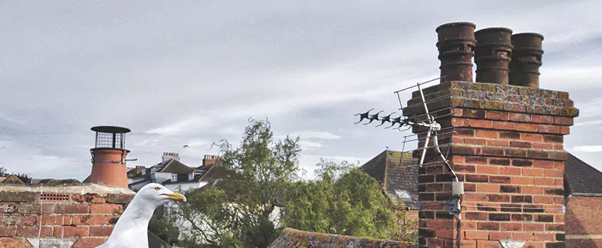 Chimney Cleaning And Restoration in Apple Valley, California